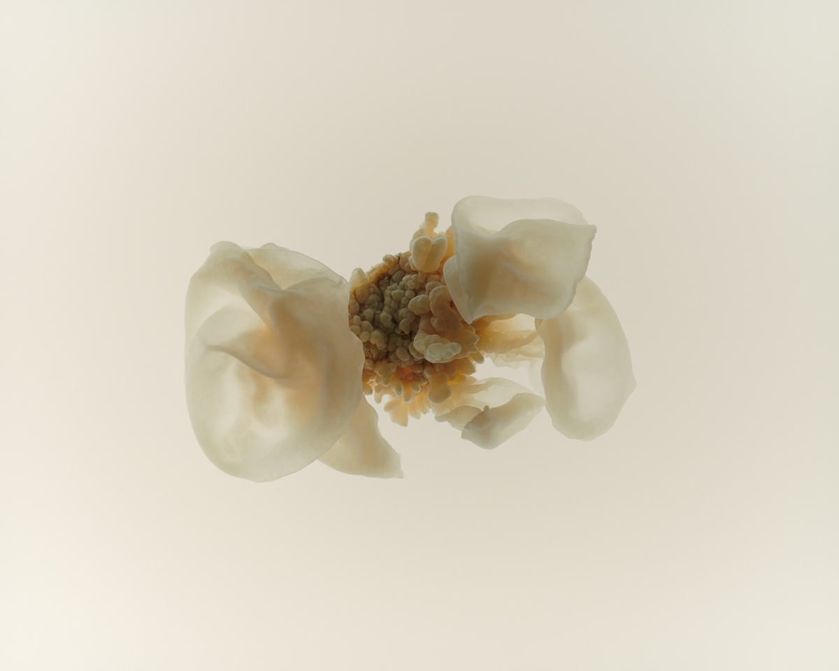 Snow Mushroom (Tremella)