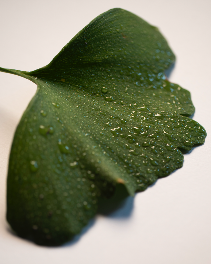 Ginkgo Leaf